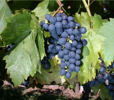 Vitis 'Buffalo'