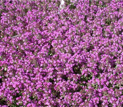 Thymus doerfleri 'Bressingham Seedling' Thymus doerfleri 'Bressingham Seedling'