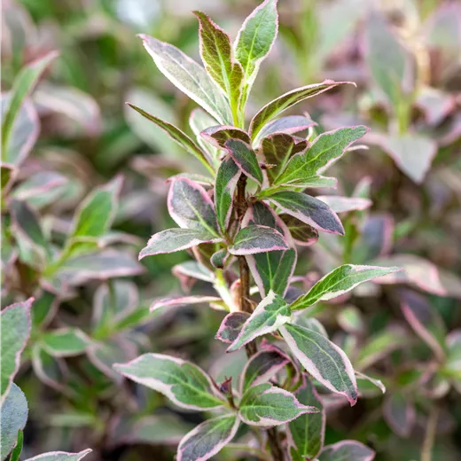 Weigela 'All Summer Monet' -R-