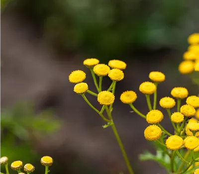 Tanacetum vulgare Tanacetum vulgare