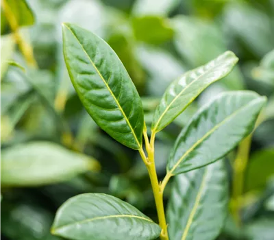 Prunus lauroc.'Diana' Prunus lauroc.'Diana'