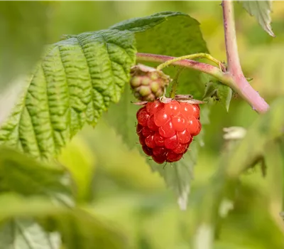 Rubus id.'ZEFA 3 Herbsternte' CAC