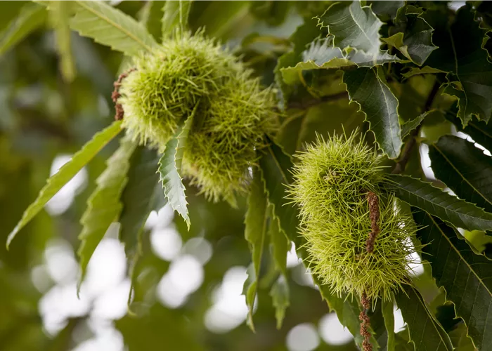 Castanea sativa