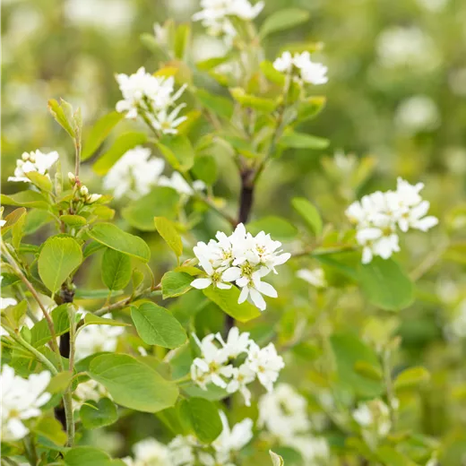 Amelanchier alnifolia 'Greatberry' -R- Garden Amelanchier alnifolia 'Greatberry' -R- Garden