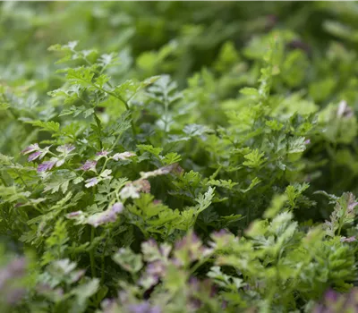 Anthriscus cerefolium LaBio Anthriscus cerefolium LaBio