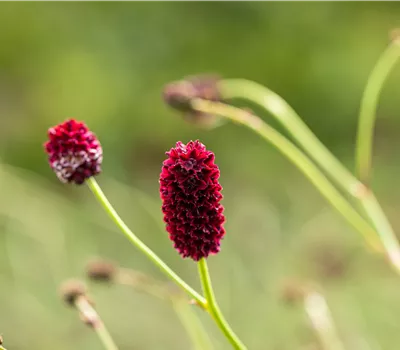 Sanguisorba officinalis