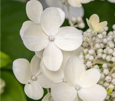 Hydrangea m. 'Teller White'