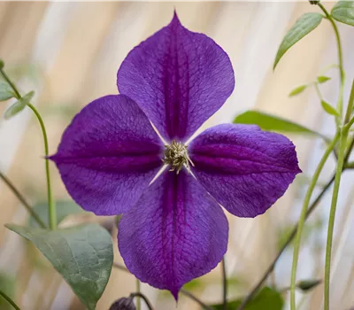 Clematis 'Star of India'