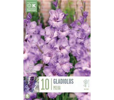 Gladiolus 'Milka'