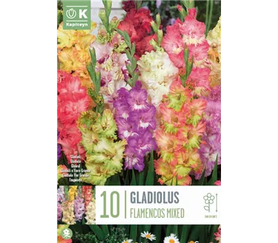 Gladiolus 'Flamencos Mixed'