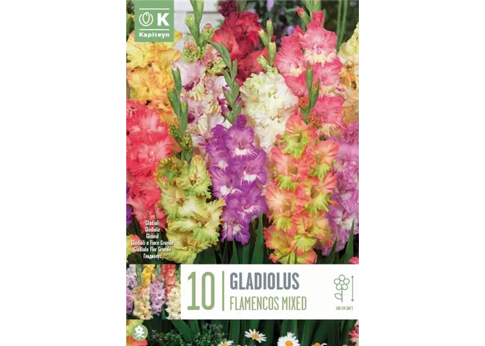 Gladiolus 'Flamencos Mixed'