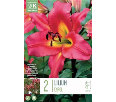 Lilium 'Empoli'