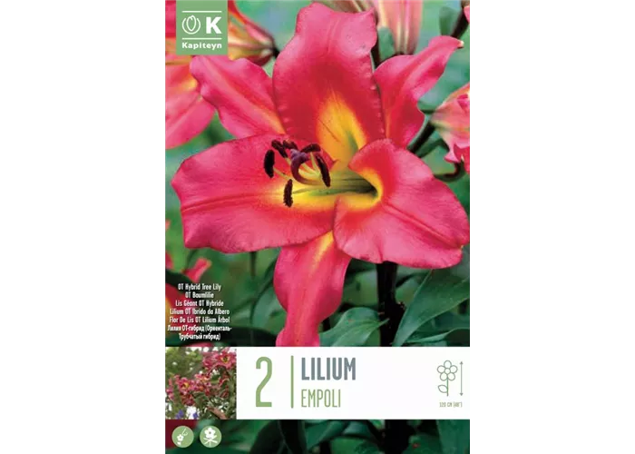 Lilium 'Empoli'