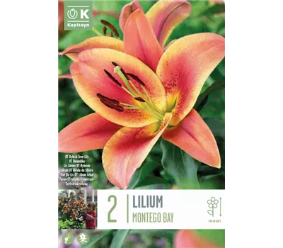 Lilium 'Montego Bay'