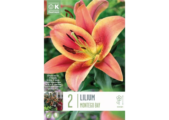 Lilium 'Montego Bay'