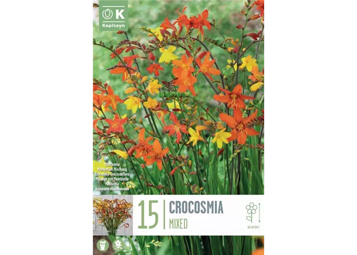 Crocosmia 'Floramixed'