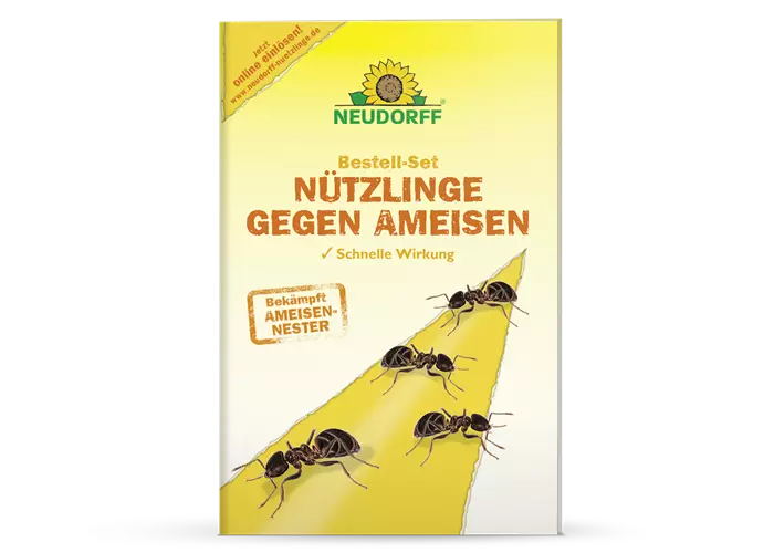 Nützlinge gegen Ameisen