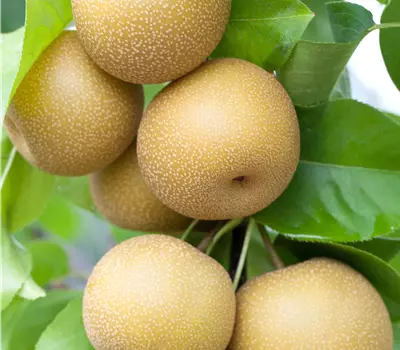 Ziziphus jujuba 'Dongzao'