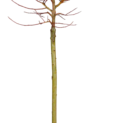 Salix gracilistyla 'Melanostachys' Salix gracilistyla 'Melanostachys'