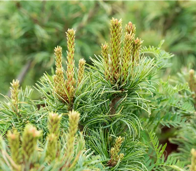 Pinus parviflora 'Schoon's Bonsai'