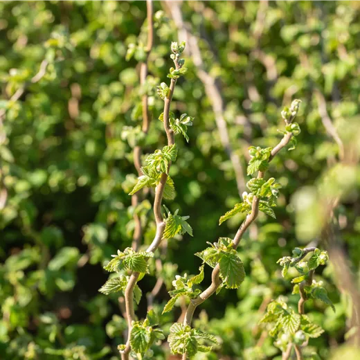 Corylus avellana 'Twister' Corylus avellana 'Twister'