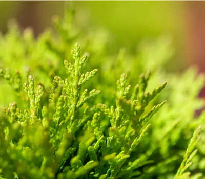 Thuja occidentalis 'Little Giant' BUXERSATZPFLANZE