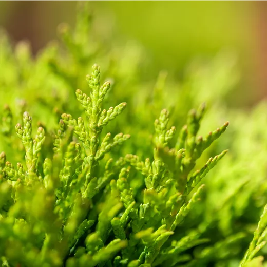 Thuja occidentalis 'Little Giant' BUXERSATZPFLANZE