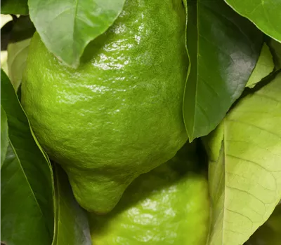 Citrus medica CAC Citrus medica CAC