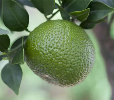 Citrus aurantium CAC Citrus aurantium CAC