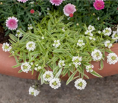 Iberis sempervirens