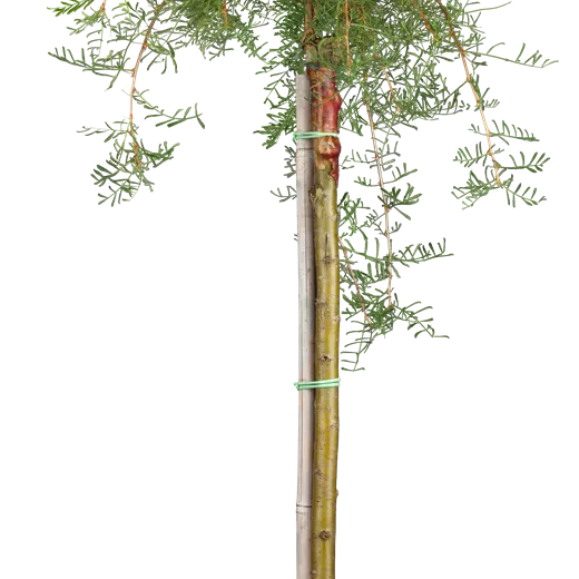 Caragana arborescens 'Pendula'