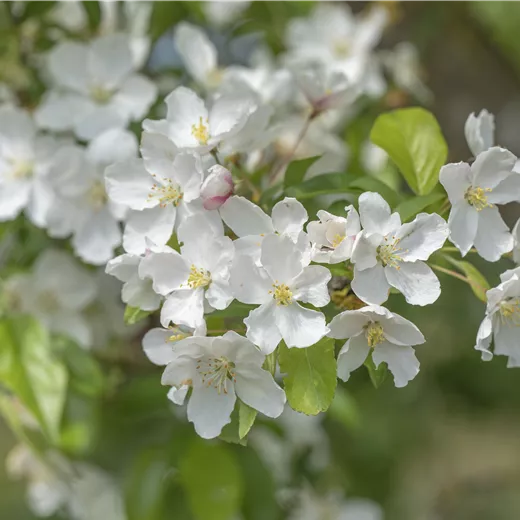 Malus 'Fontana' -S-