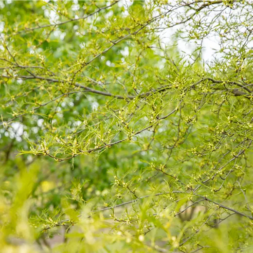 Alnus glutinosa 'Imperialis'