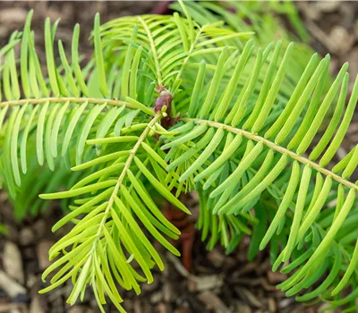 Metasequoia glyptostroboides 'Gold Rush' Metasequoia glyptostroboides 'Gold Rush'