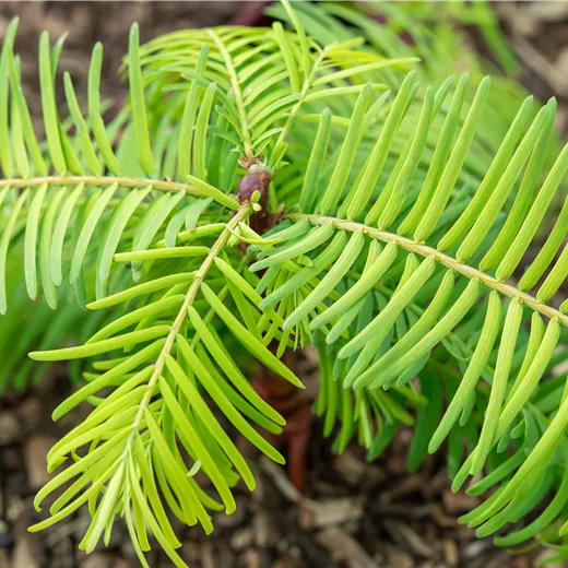 Metasequoia glyptostroboides 'Gold Rush'