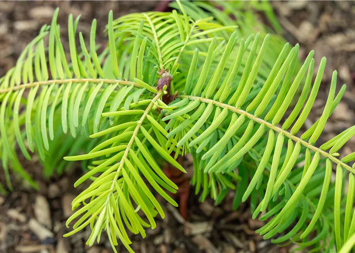 Metasequoia glyptostroboides 'Gold Rush'