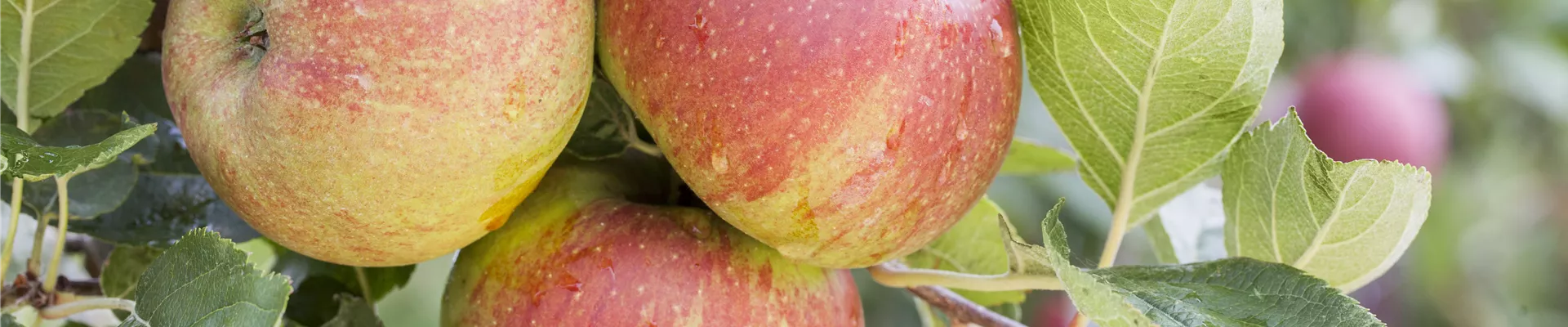 Malus domestica 'Boskoop' Malus domestica 'Boskoop'