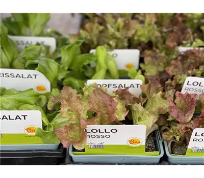 Salate Setzlinge