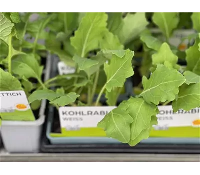 Gemüse Setzlinge Gemüse Setzlinge