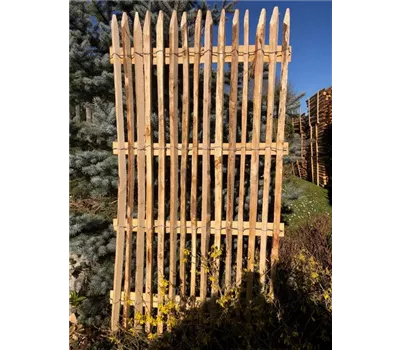 Edelkastanie Sichtschutzelement, gesägt