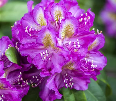 Rhododendron Hybr.'Marcel Menard'