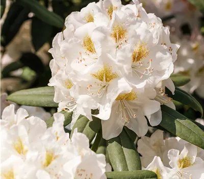 Rhododendron Hybr. 'Dufthecke weiss'