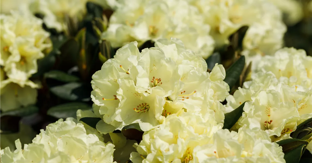 Rhododendron Hybr. 'Dufthecke gelb'