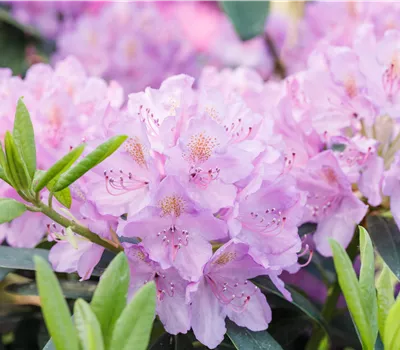 Rhododendron Hybr. 'Dufthecke lila' Rhododendron Hybr. 'Dufthecke lila'
