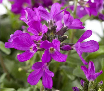 Arabis blepharophylla, vorgez.