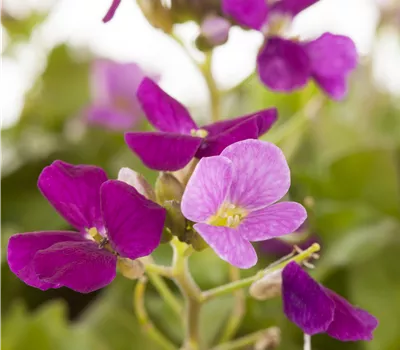 Arabis caucasica, weiß, vorgez.