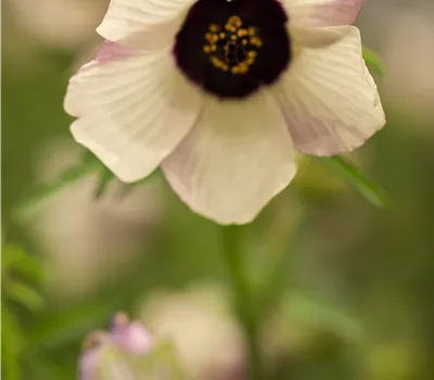 Anemone Hybride