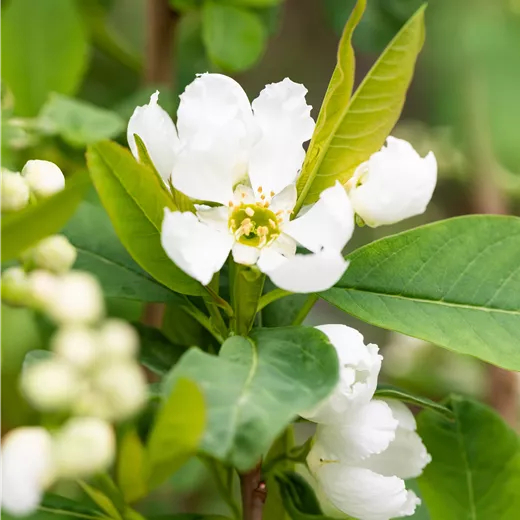 Exochorda racemosa 'Blushing Pearl' -S- Exochorda racemosa 'Blushing Pearl' -S-