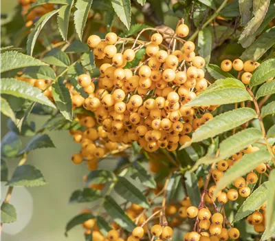 Sorbus aucuparia 'Autumn Spire' -R-