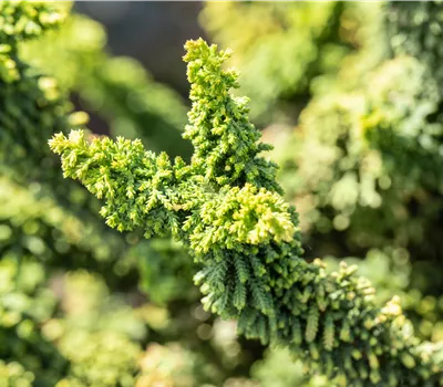 Chamaecyparis obtusa 'Teddy Bear' Chamaecyparis obtusa 'Teddy Bear'